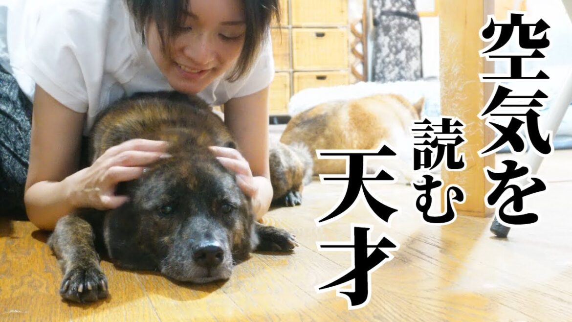 娘が勉強中、ピリピリモードを察して静かにする甲斐犬！【柴犬・甲斐犬】#甲斐犬 #柴犬 #vlog