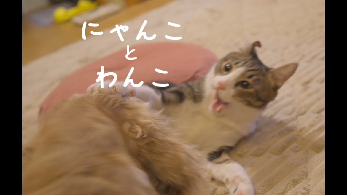 寝起きのボーちゃんとアメリカンコッカーの花子#cat #dog