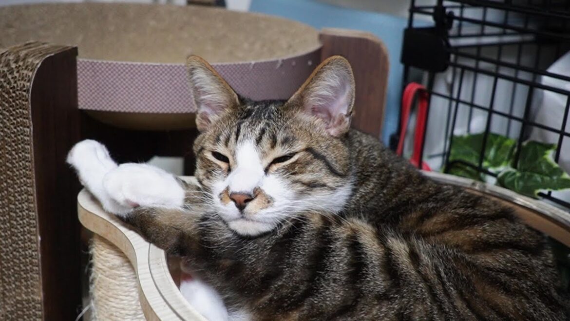 不思議なポーズで寝る猫☆自分の太ももは最高にいいアゴ枕な猫☆宇宙船ベッドでくつろぐゴマちゃん【リキちゃんねる 猫動画】 キジトラ 猫のいる暮らし 不思議なポーズで寝る猫☆自分の太ももは最高にいいアゴ枕な猫☆宇宙船ベッドでくつろぐゴマちゃん【リキちゃんねる 猫動画】 キジトラ 猫のいる暮らし