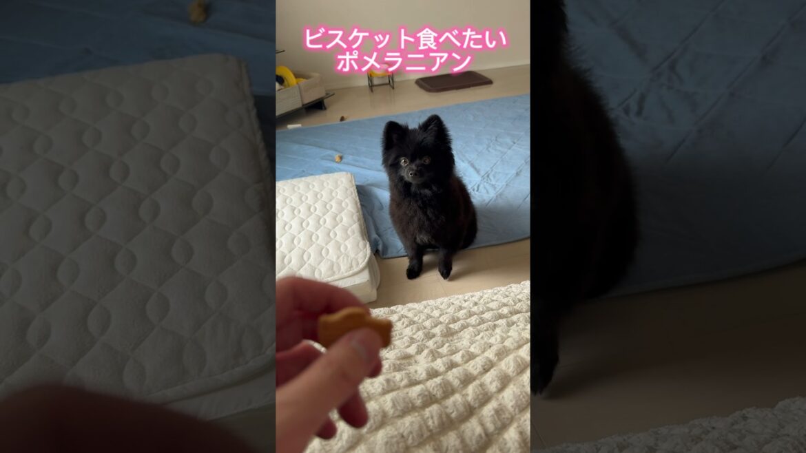 ビスケット食べたいポメラニアン #shorts #犬