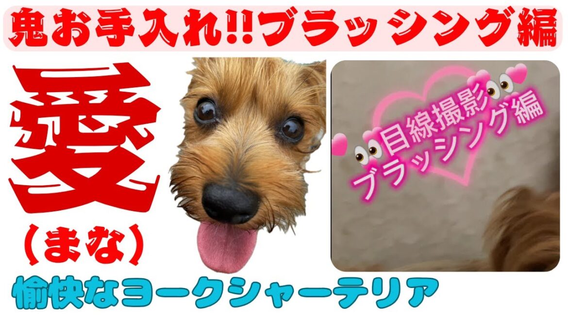 まな君お散歩後に目線撮影〇ブラッシング編 #ヨークシャーテリア #ブラッシング