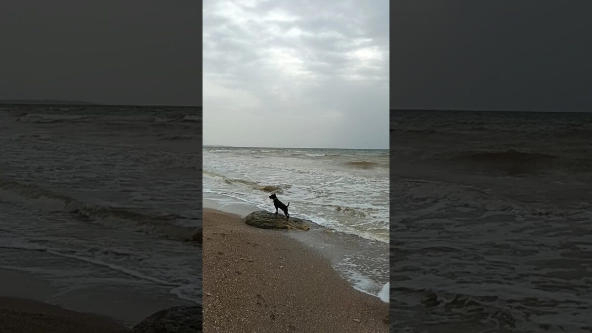 ⚡Рубик⚡любит море ягдтерьер german jagdterrier hunting dog ⚡Рубик⚡любит море ягдтерьер german jagdterrier hunting dog