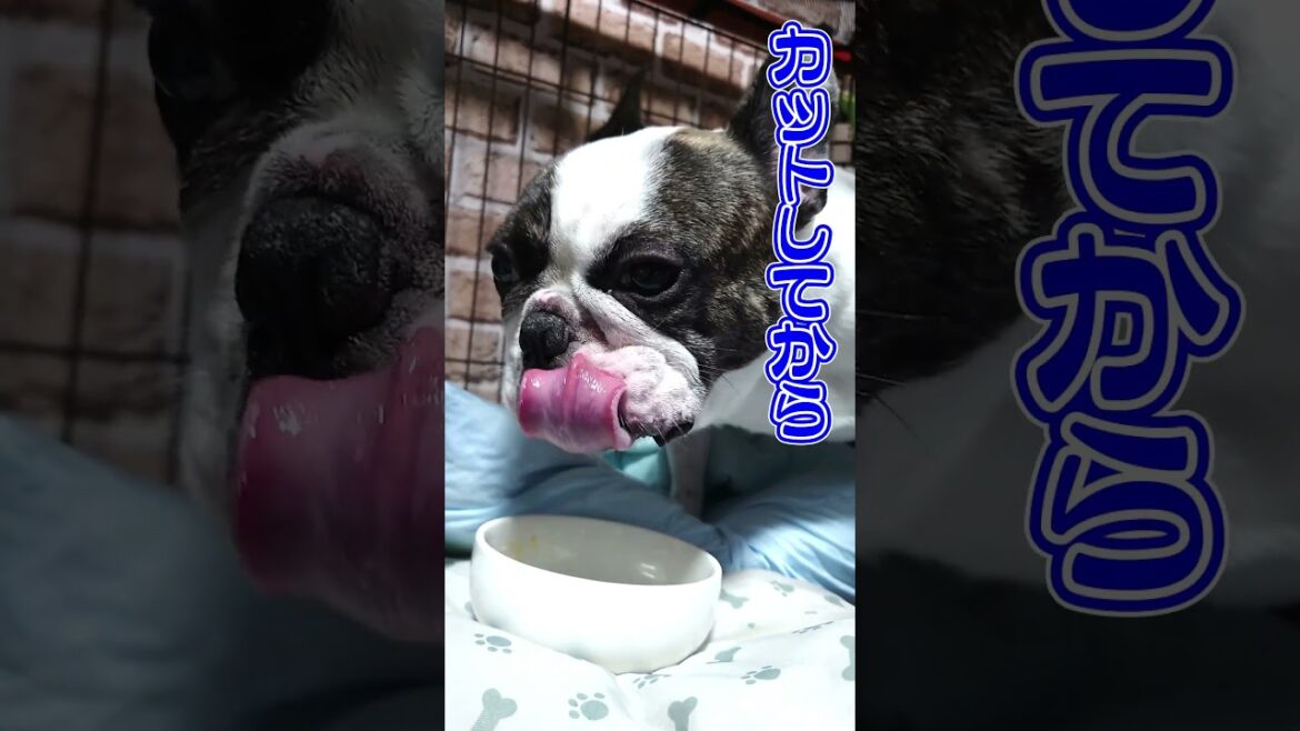 ごめんね！犬はケーキを丸かじりできません　フレンチブルドッグ『ぶーちゃん日記』 #dog #フレンチブルドッグ #犬のいる暮らし #frenchbulldog #フレンチトン  #フレパグ