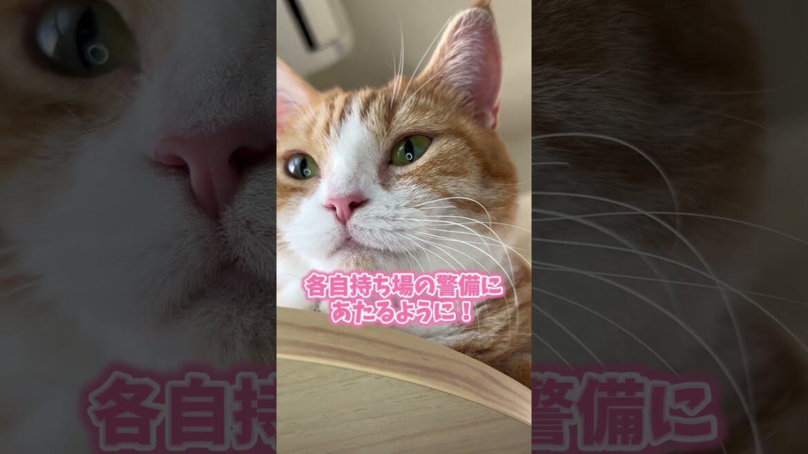 もふもふのみんな😸😸🌈😸#shorts もふもふのみんな😸😸🌈😸#shorts