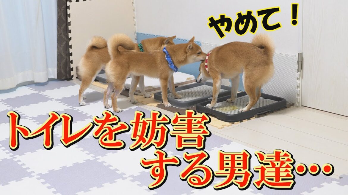 排尿をガン見する子犬と、踊る柴犬。そしてご褒美狙いの仁義なき戦いが・・・