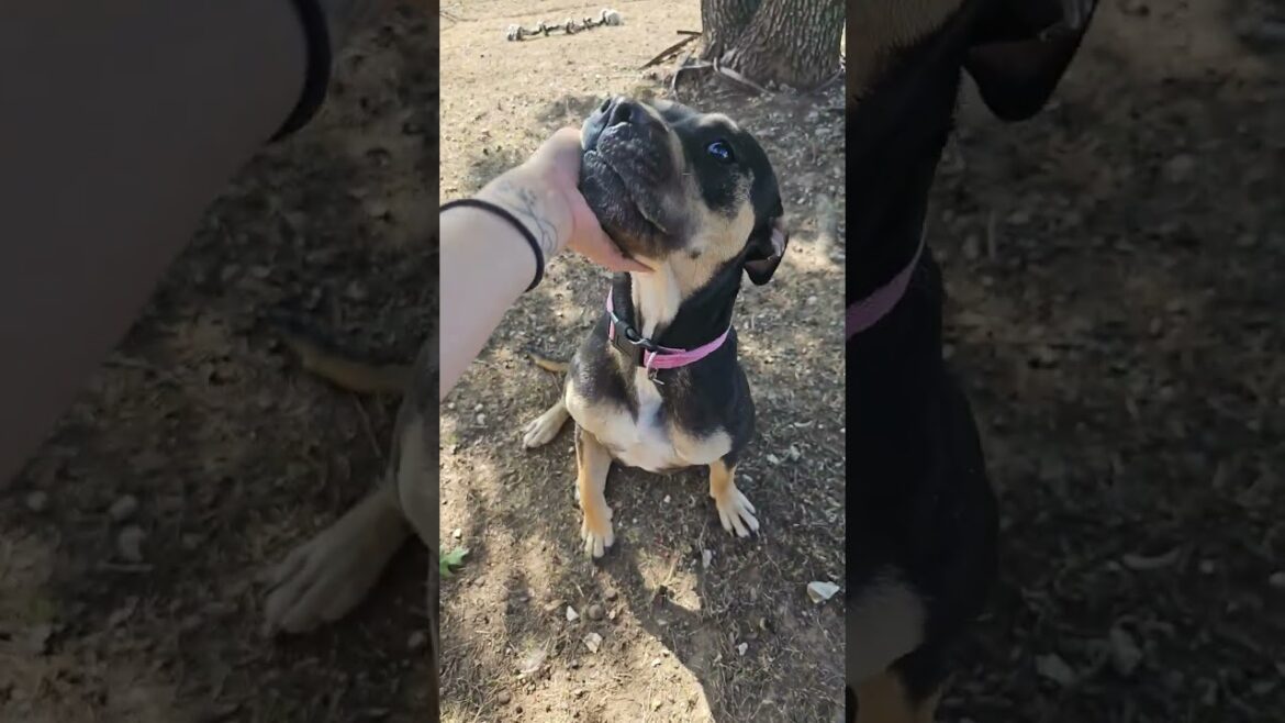 Meet Purdy a Terrier, American Staffordshire currently available for adoption! 9/17/2024 4:27:20 PM