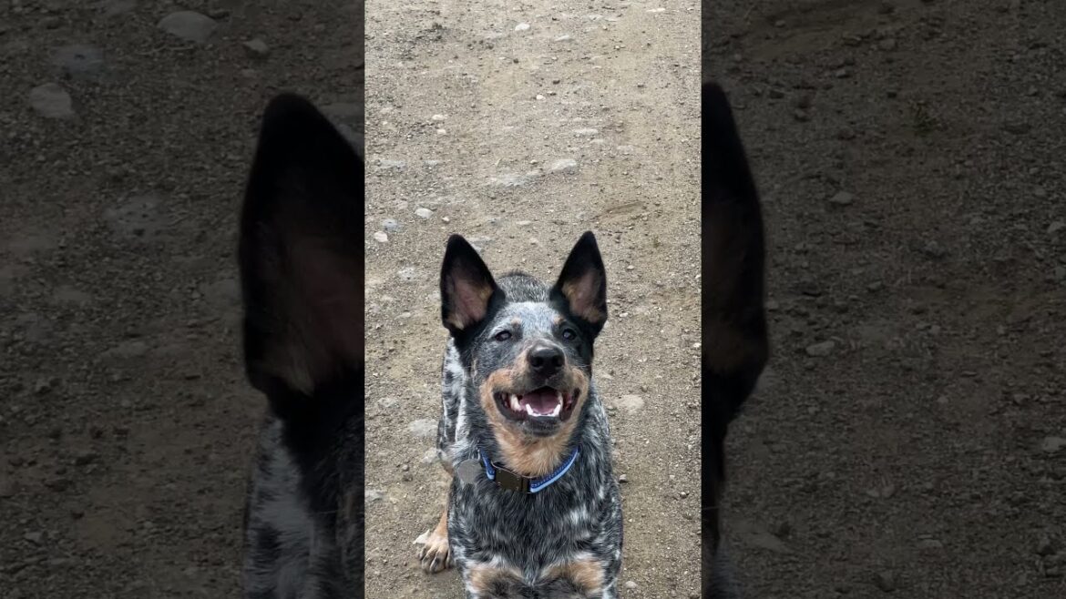 Kobalt The Blue Heeler