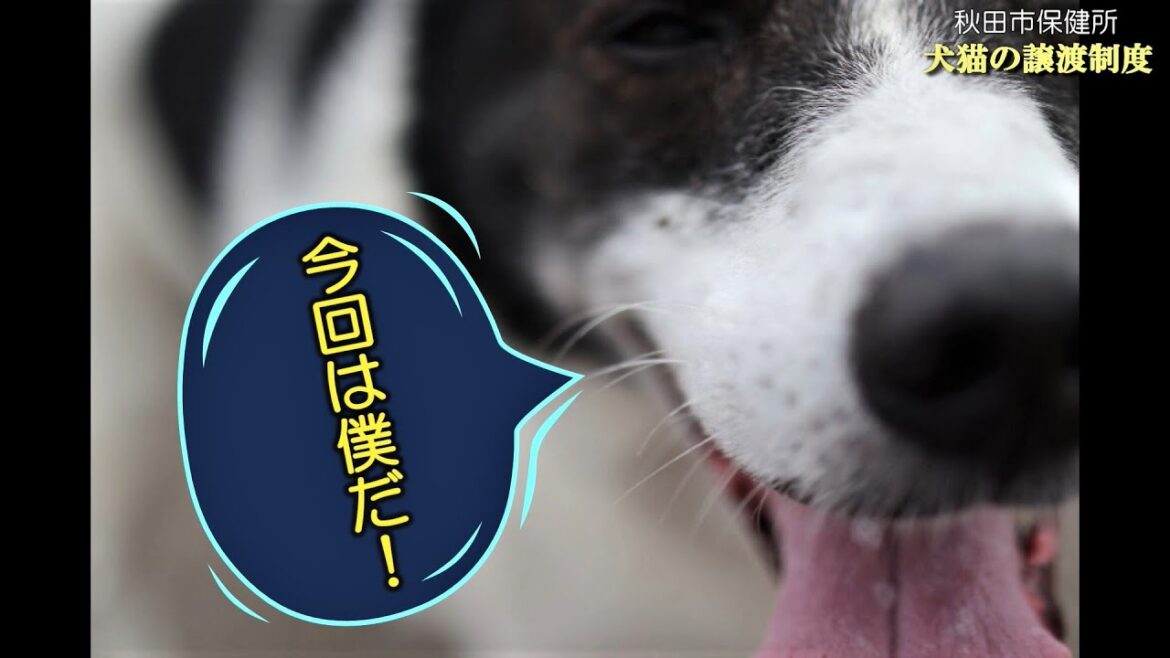 秋田市保健所　犬猫の譲渡制度　犬猫紹介No.1