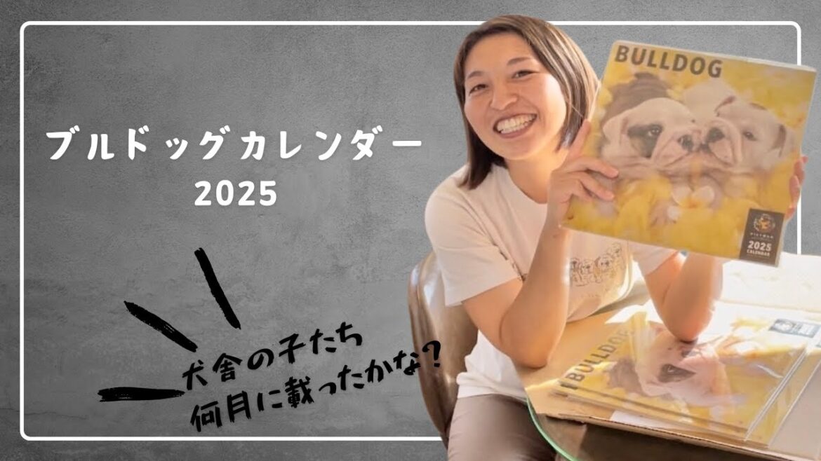 モデルデビュー！？　2025年版ブルドッグカレンダーが犬舎に届きました📮