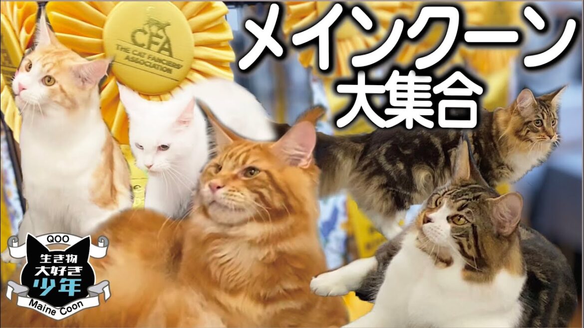 メインクーン大集合／CFAキャットショーデビュー／大型猫メインクーンの特徴／メインクーンキャッテリー東京オノクーン