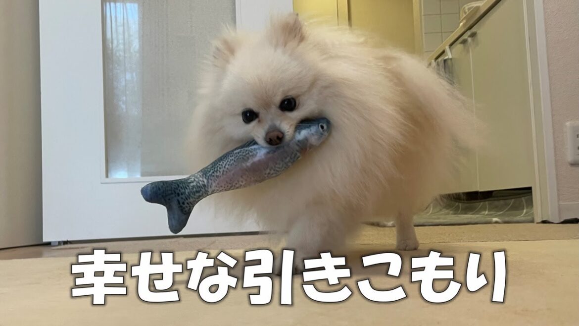 幸せな引きこもり【ポメラニアン】