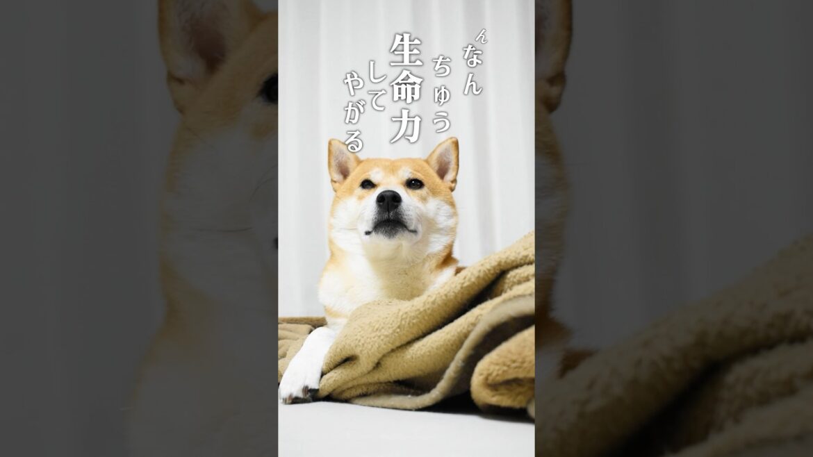 お分かりいただけただろうか?採点する柴犬こむぎと睡魔#柴犬 #犬 #癒し お分かりいただけただろうか?採点する柴犬こむぎと睡魔#柴犬 #犬 #癒し