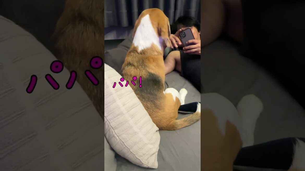 パパが大好き過ぎて可愛くアピールするビーグル犬　#shorts