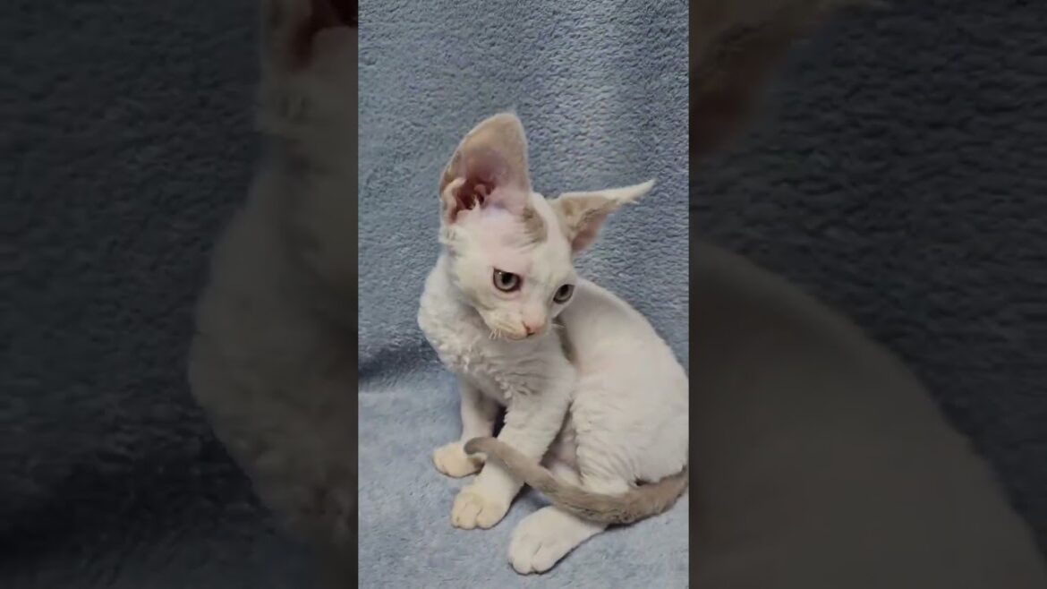 Henk Blue Van Devon Rex Male Kitten Available Now | Purebred Kitties Henk Blue Van Devon Rex Male Kitten Available Now | Purebred Kitties