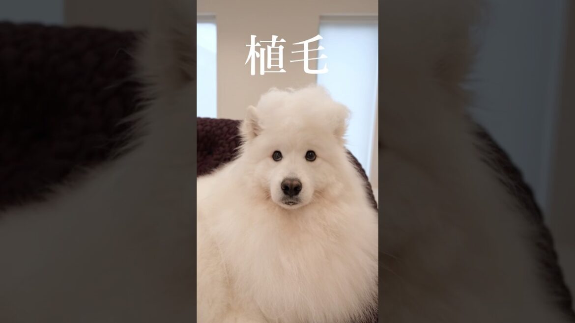 換毛期のサモエドをブラッシング　#samoyed #サモエド