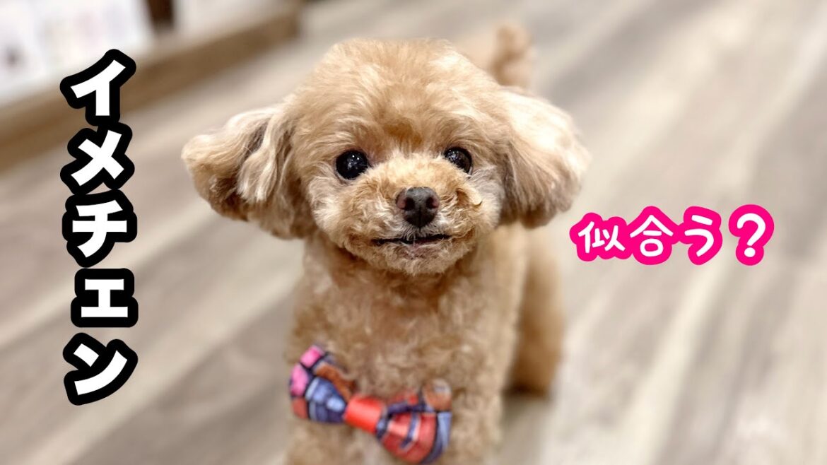自ら物置になる犬がかわいいｗ愛犬はイメチェンして子犬に…【トイプードルのコロン】