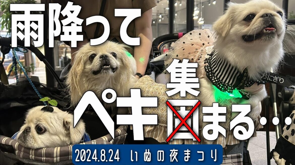 【いぬの夜まつり】大雨で中止に⁉だけど素敵なことが起きた❗️