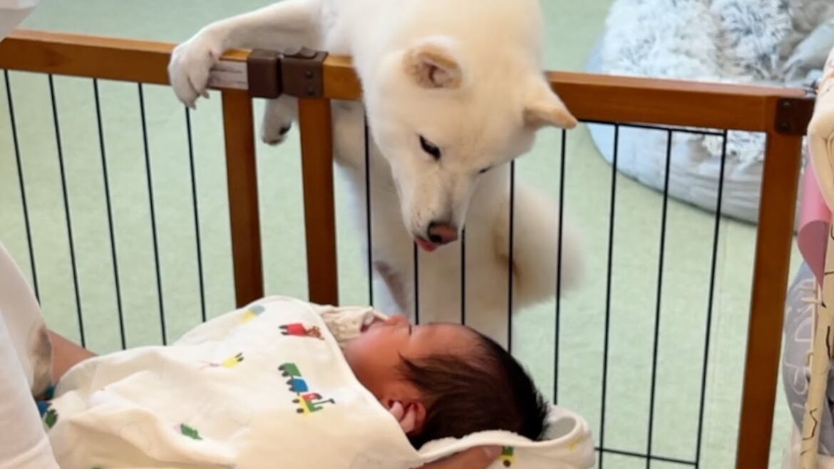 初めて赤ちゃんを見た柴犬の反応