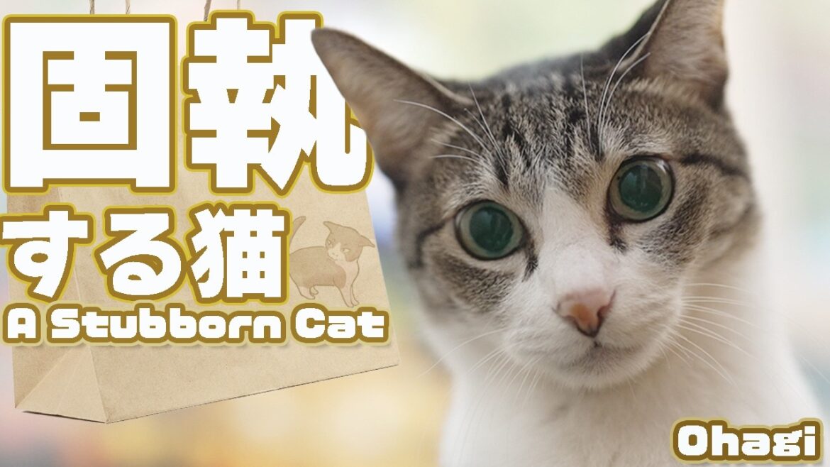 遠慮した猫が固執するモノ