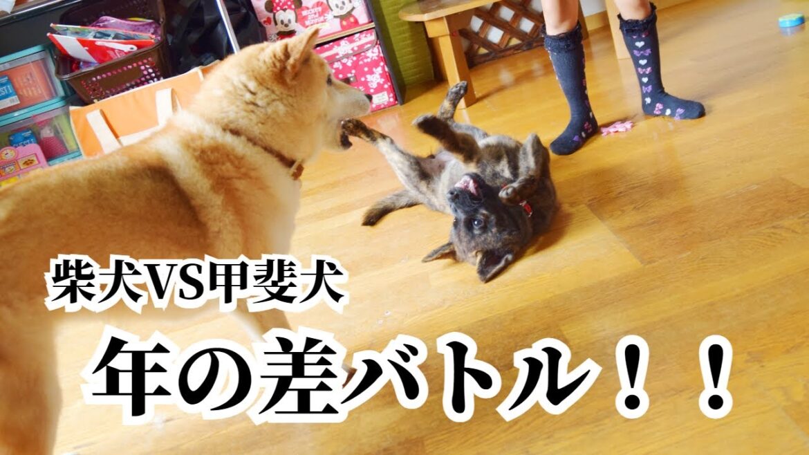 12歳差!柴犬と甲斐犬の歳の差バトル(カットなし)!!(過去動画)#甲斐犬 #柴犬 #子犬 12歳差!柴犬と甲斐犬の歳の差バトル(カットなし)!!(過去動画)#甲斐犬 #柴犬 #子犬