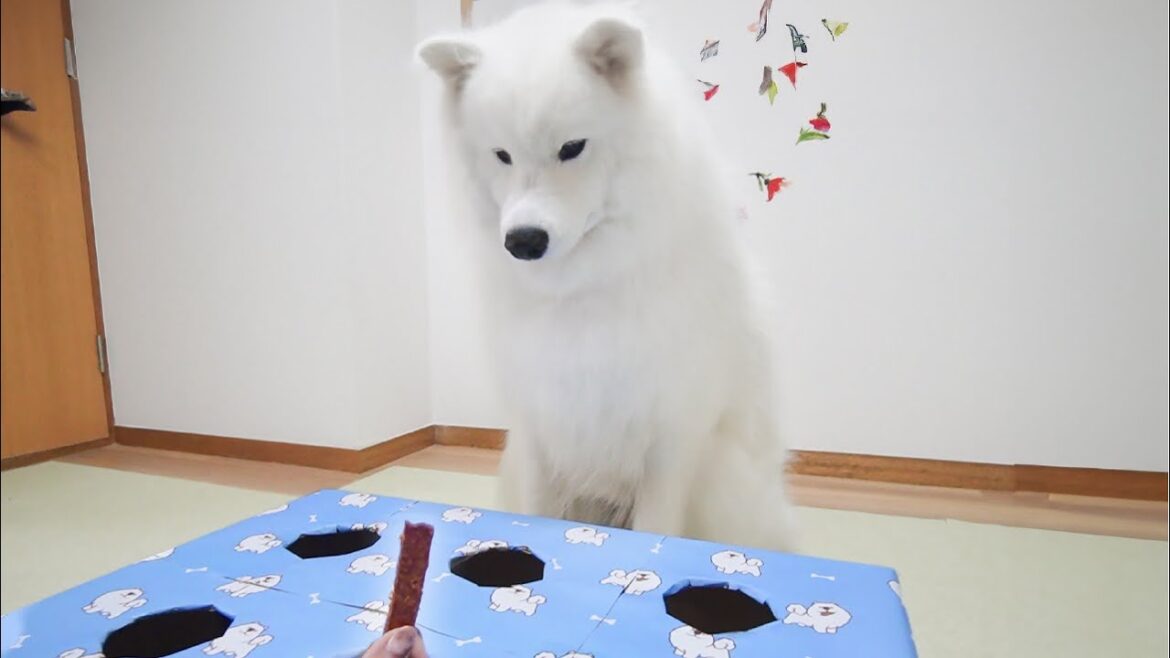 おやつが飛び出てくるモグラ叩きで遊んだらすぐに諦めておすわりする犬がかわいすぎました…