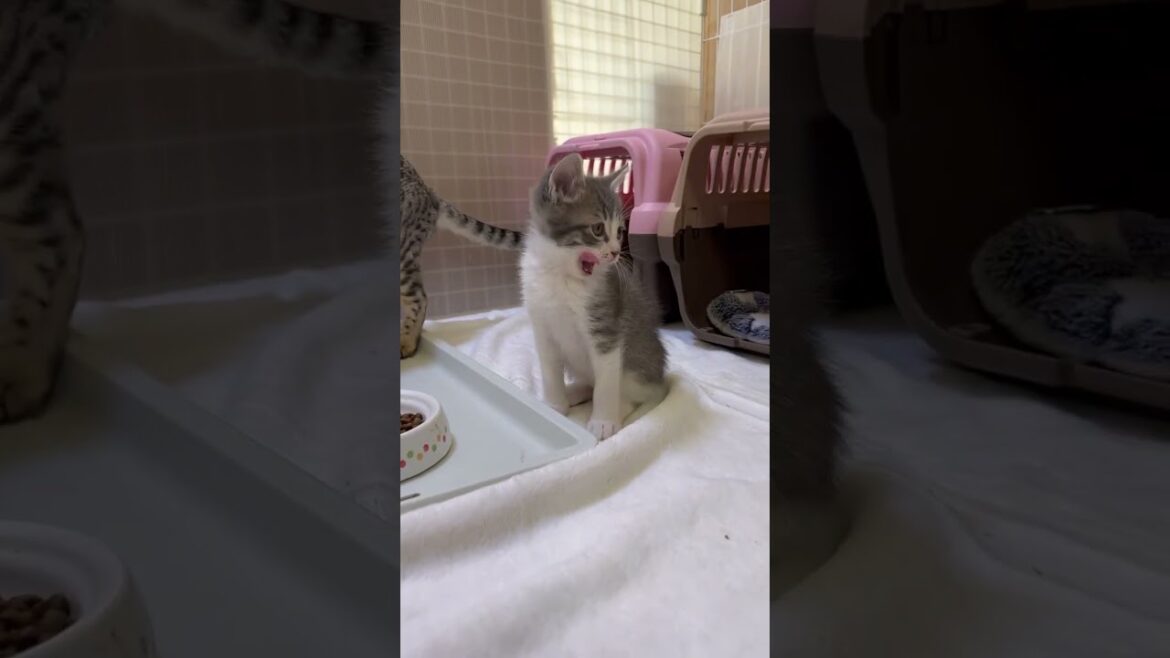 ラパーマ とっても人懐こいストレートヘアのラパーマ男の子