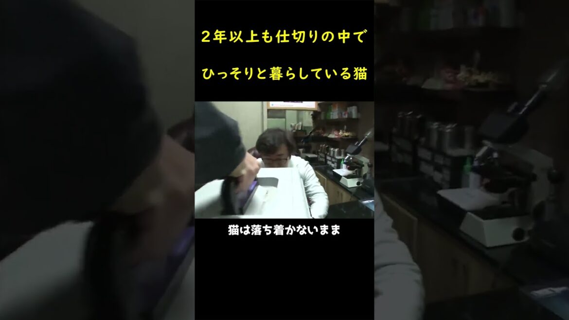 壁の中で２年間も暮らした子猫！！