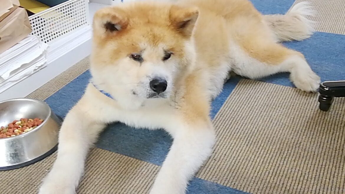 秋田犬会館配信！