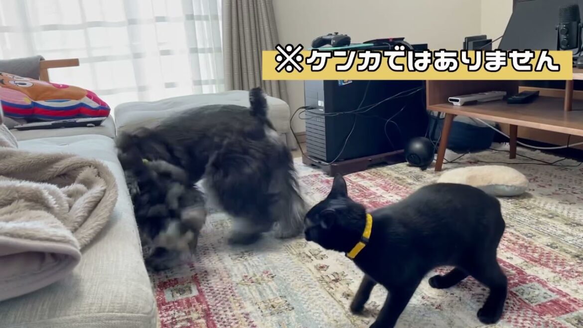 ちょっと猫に負けるミニチュアシュナウザー #Shorts