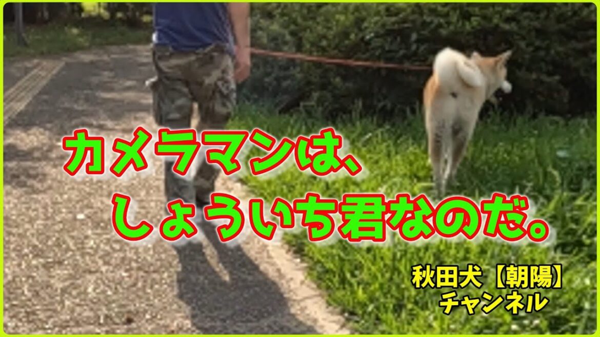 秋田犬【朝陽】チャンネル　カメラマンは、しょういち君なのだ。
