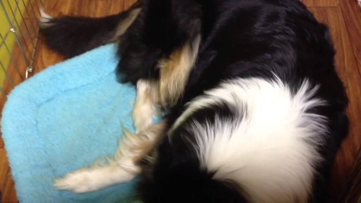 rough collie,Kagura pregnant female 妊娠中の神楽（ラフ・コリー）
