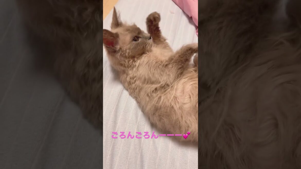 ゴロゴロ激しいにゃんこ様🐈🐾 #ブリーダー直販 #ラパーマ #猫 #マンチカン #子猫 #ミヌエット #猫のいる暮らし