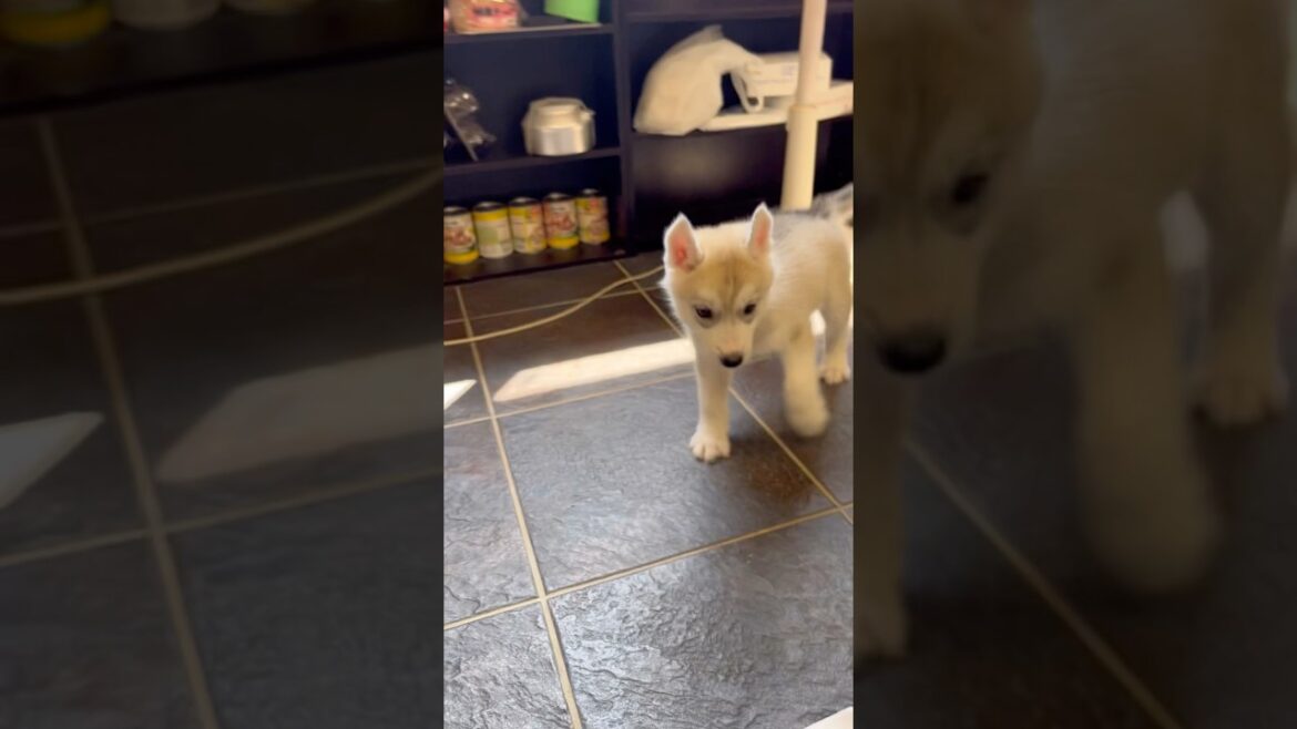 元気いっぱいなハスキーの子犬#シベリアンハスキー #ハスキー #ハスキー犬