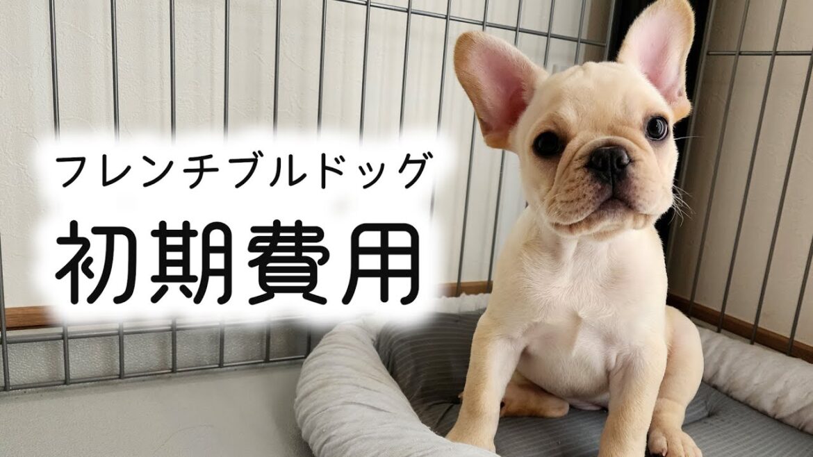 フレンチブルドッグを飼うための初期費用はいくら？｜リアルなコスト公開！🐶💸 #フレンチブルドッグ  #ペットの初期費用