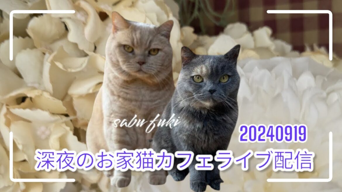 深夜のお家猫カフェライブ配信　１８３