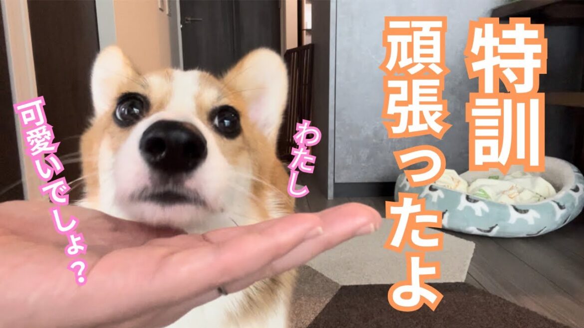【第五十九話】“あごのせ”と“鼻”やってみたら可愛いができあがり！【コーギー犬】