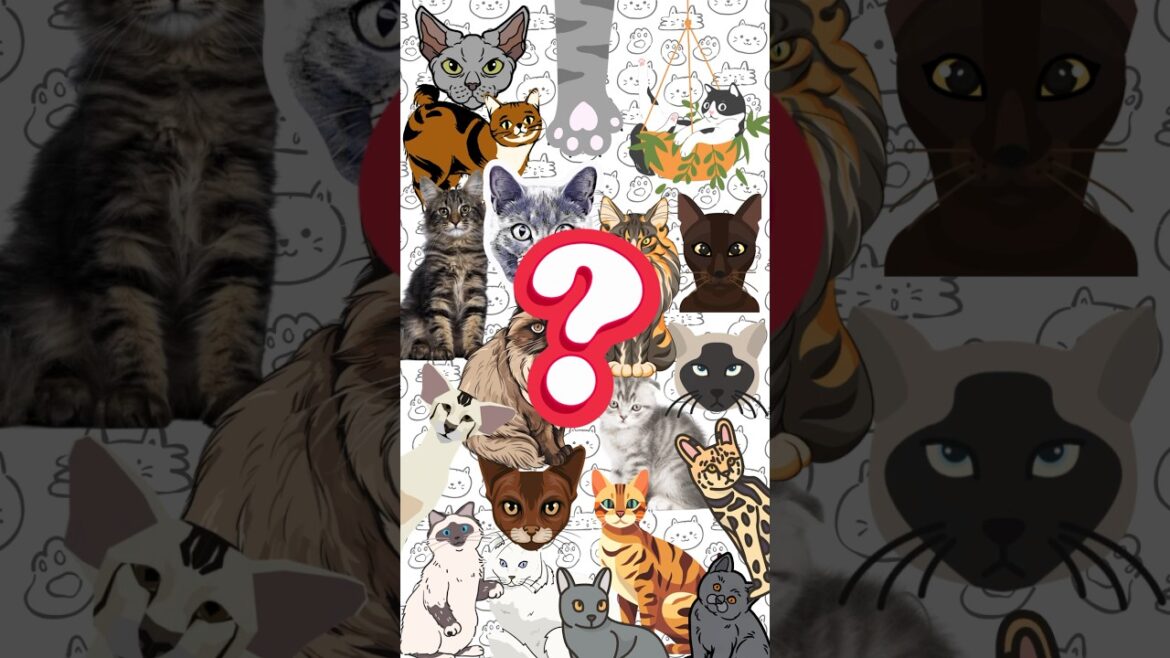 How many cat breeds we can mention is 60 seconds? 🐱 #animals   #cat #cats #love