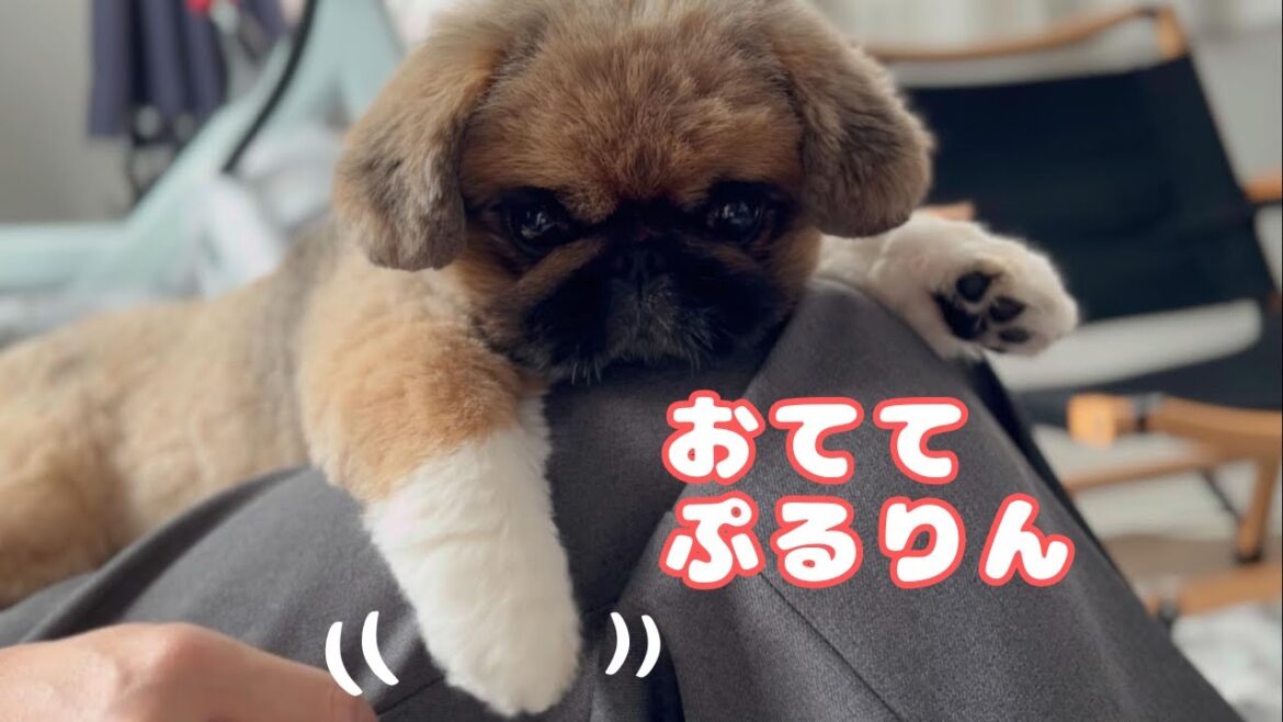 #01今日の夜ごはん／早く食べたい【ペキニーズのちょび】