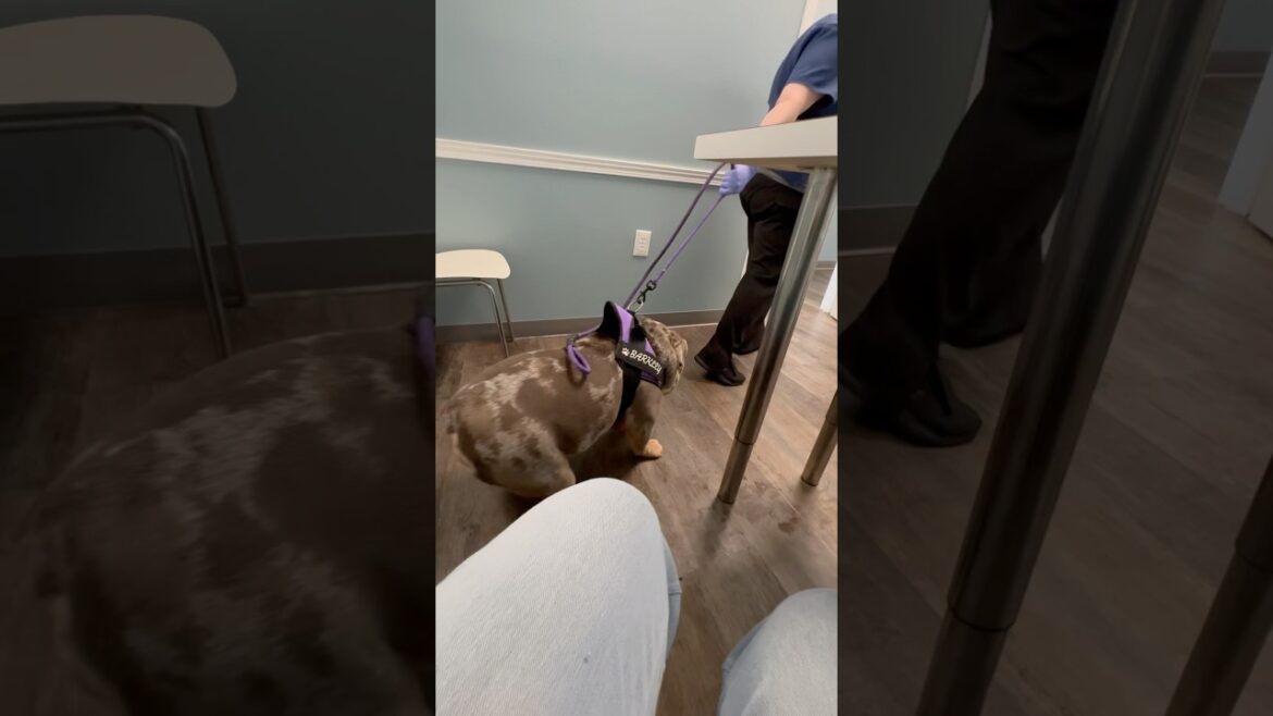 I’m so pissed at Barkley right now! He’s at the Vet acting a fool! Won’t let anyone touch him! #VET