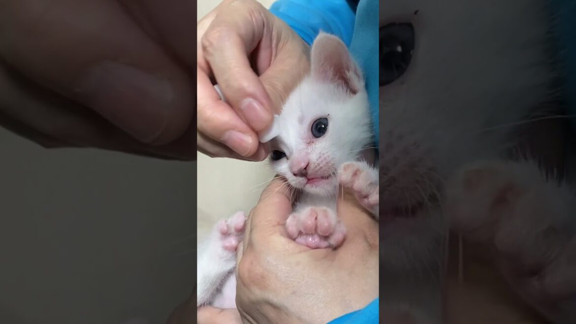 目ヤニを無抵抗で取らせてくれる弟猫集