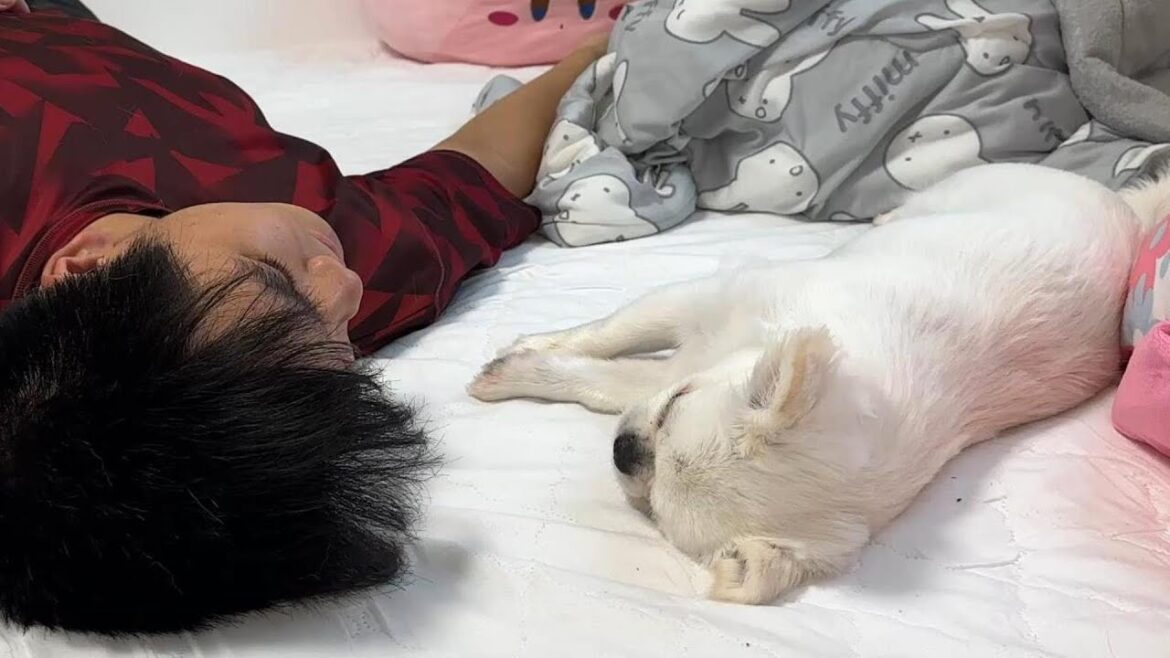 犬は一生懸命甘えます可愛くてたまりません 犬は一生懸命甘えます可愛くてたまりません