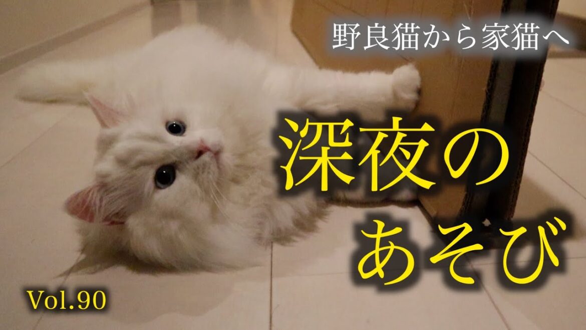 深夜の遊びがまたひとつ増えてそれが可愛すぎるんです！White cats playing late at night are too cute