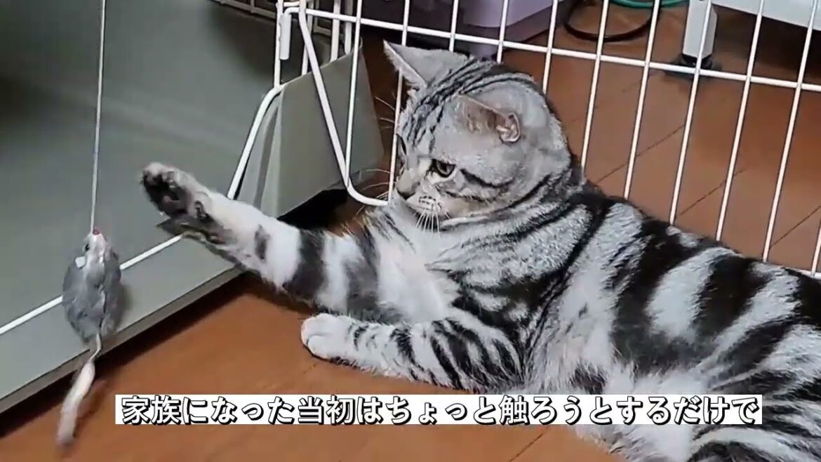 「アメショの男の子 キリアンの成長記」＃１　　キリアンの子育てはゼロからの出発