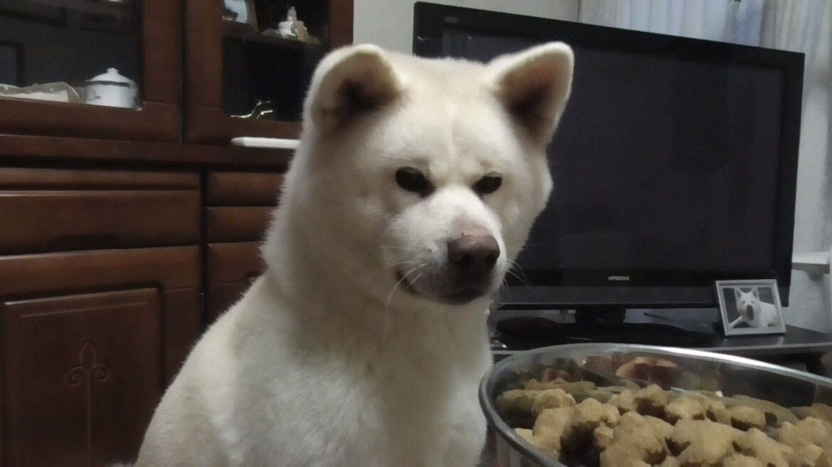 【秋田犬ゆうき】もう良い大人なのだが腹ペコ状態の時は仔犬並みのスピードでフード平らげる【akita dog】