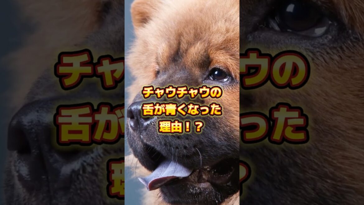 【伝説】青い舌の由来 #チャウチャウ