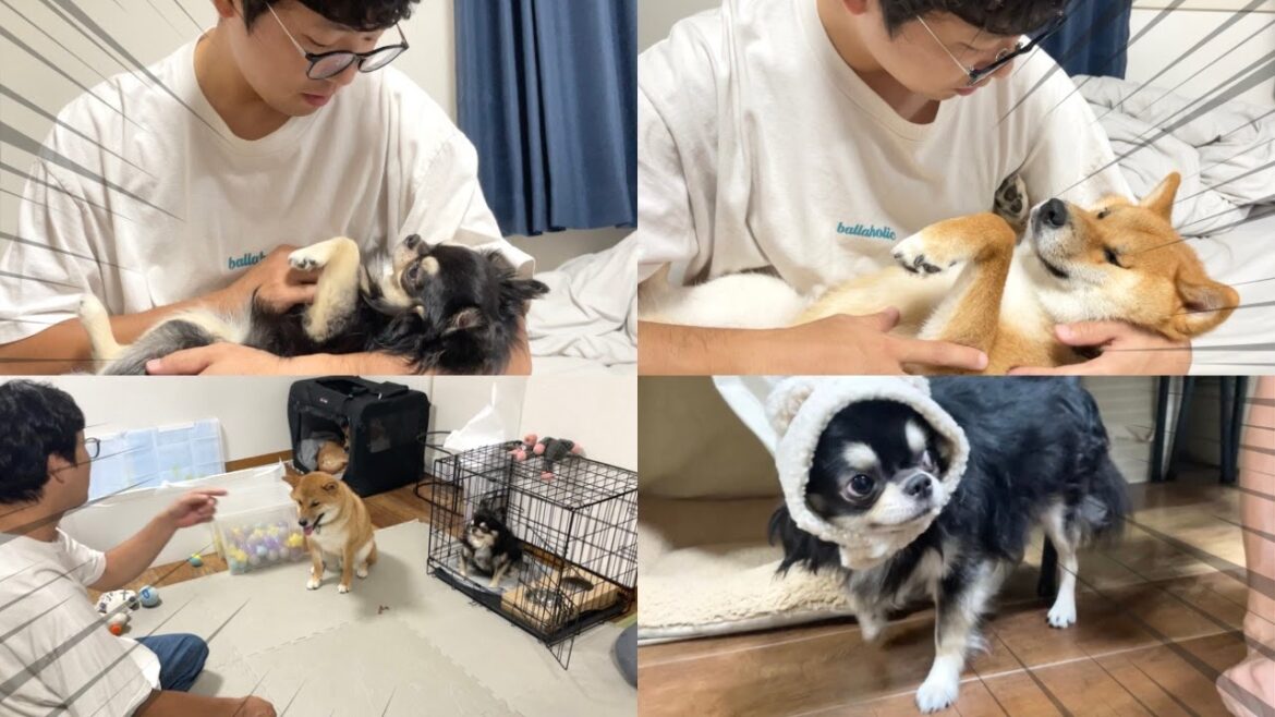 【爆笑日常】怒られるチワワと柴犬