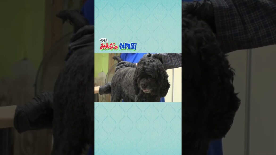 まさか…こんなにキレイになるなんて！相葉くんが保護犬トリミング【嗚呼みんなの動物園,】