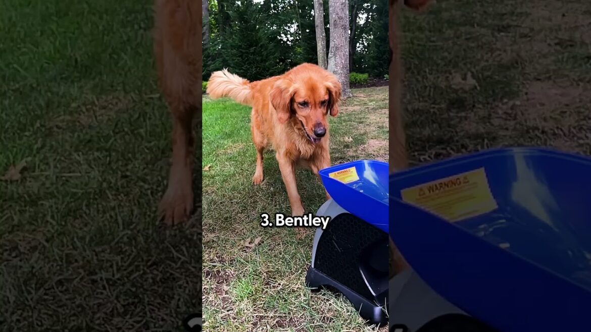 5 Dogs Who LOVE Summer | The Dodo