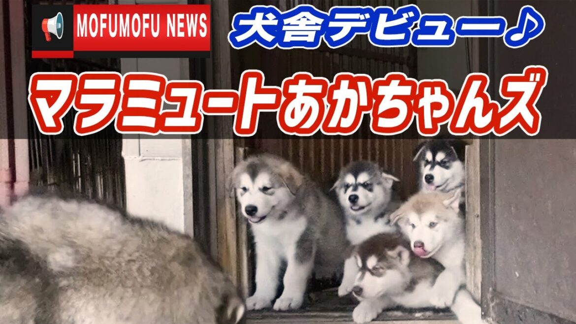 【アラスカンマラミュート】小雪baby犬舎デビュー！【赤ちゃんズ】