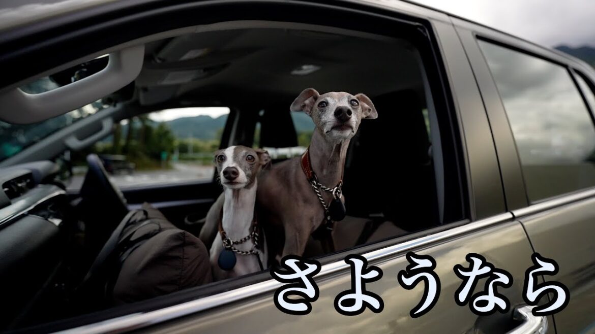 愛車ハイラックスを手放すことになったので愛犬と最後のドライブに行ってきた！
